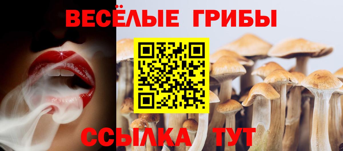 Псилоцибиновые грибы Psilocybe  Псилоцибиновые грибы GOLDEN TEACHER  Вход с VPN  Карачаевск 